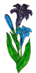 Bledine11