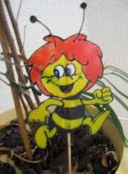 Myroli